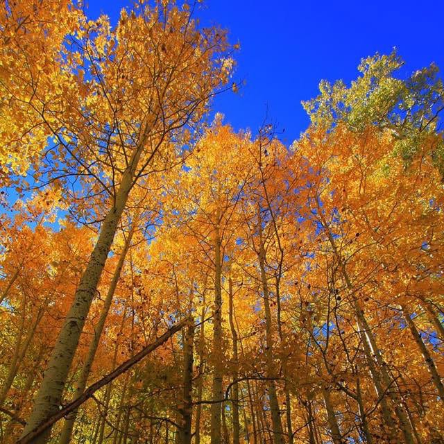 Autumn trees with orange leaves.
